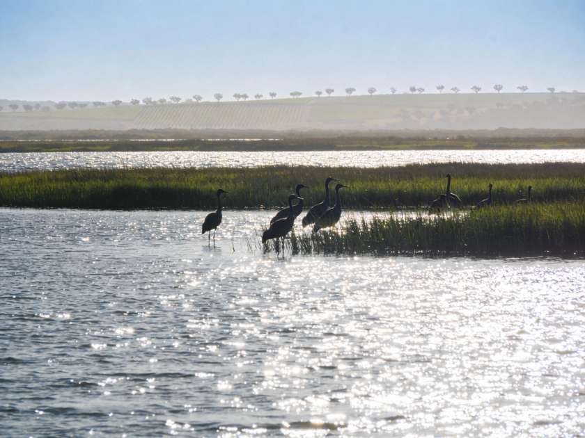 Озеро Нойзидлер-Зее: путеводитель по австрийскому «морю» с птицами и винодельнями Бургенланда
